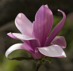 MAGNOLIA
