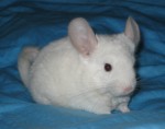 SOFI