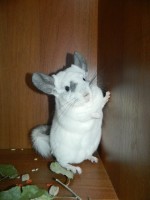 Мисс Шинши