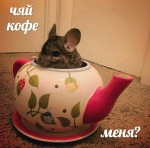 MariMasha