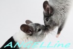ANGELLine