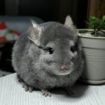Eve Chins