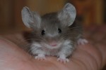 Shilanya