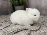 Оля Сапрыкина