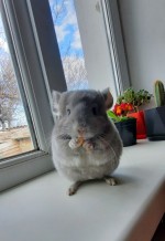 Kristina_Kul