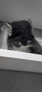 Мария@Мерц