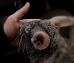 Kurai