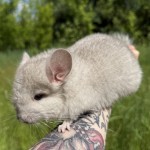 Олеся.Т