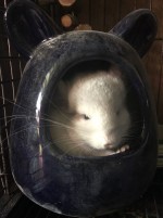 Наталья chinchillas