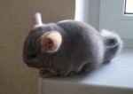 Шинфилла