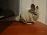 Ольга Стягова