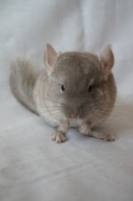 Кучеряшка