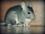 honey290174