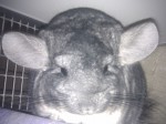 Timi