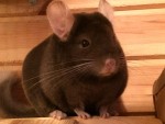 AKchins