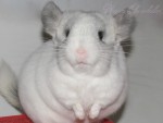 Anya