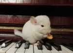 Piano_chins