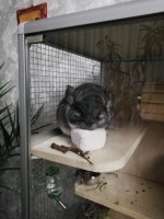 наталья тольятти