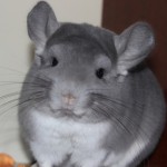 Yara.Chins