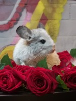 Валерия Боева