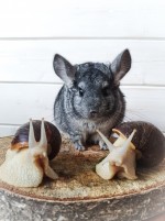 chinchilla_snail