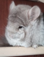 Ком.Марина