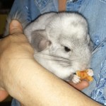 Asplenyanik