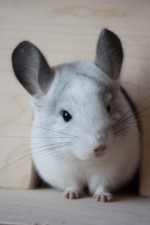 viska