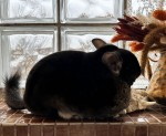 chiaroscuro