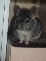 AngiRuss