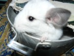nenano