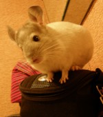 Frele