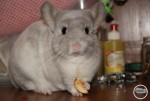 mishka_plutishka