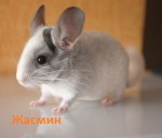 Светленочка
