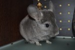 Dianatali