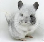 Diadmond chinchillas