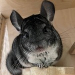 МИЛ
