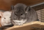 Kazachok
