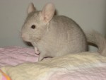 Mashusha