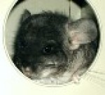 Helen