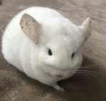 Сажик