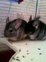 Nikitos